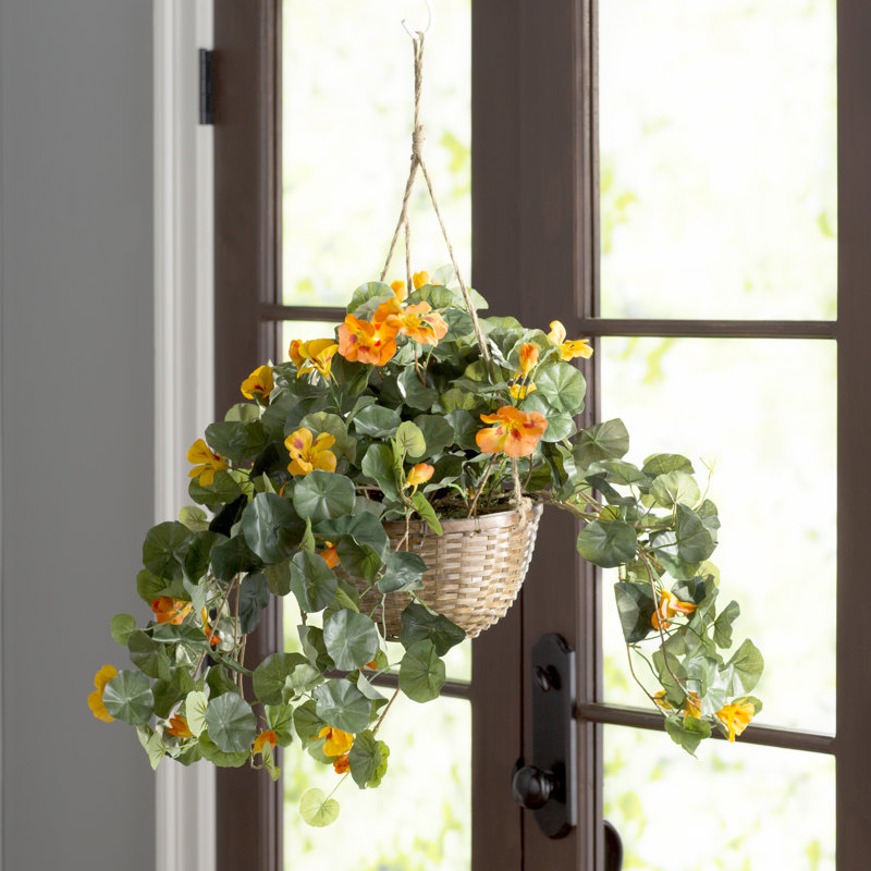 August Grove Nasturtium Mixed Hanging Basket & Reviews Wayfair